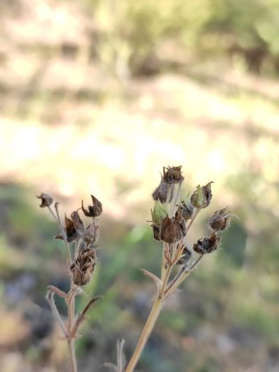 Potentilla chalchorum, photographed by Юлия