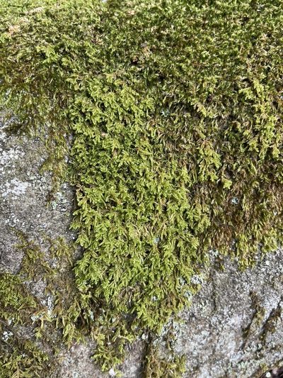 Brotherella recurvans, photographed by Brandon Corder