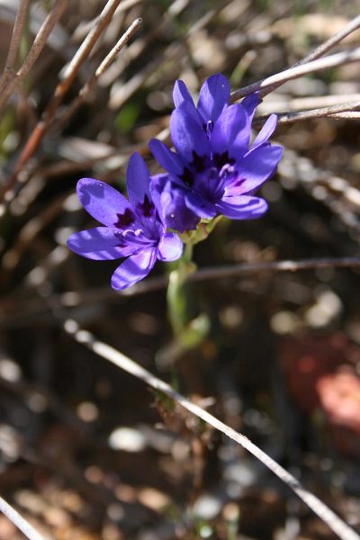 Codonorhiza azurea, photographed by Jacques van der Merwe