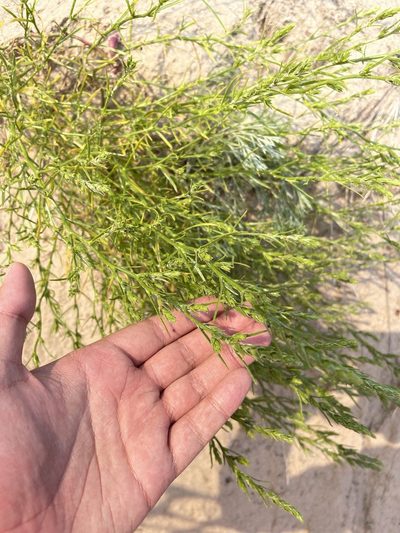 Corispermum americanum, photographed by Brandon Corder