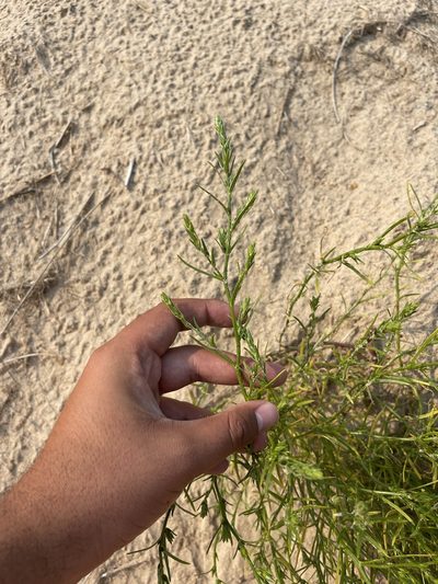 Corispermum americanum, photographed by Brandon Corder