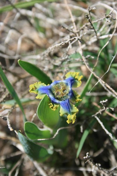 Ferraria uncinata, photographed by Jacques van der Merwe