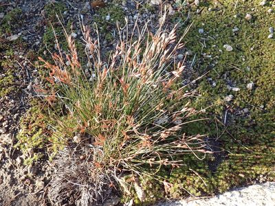 Juncus parryi, photographed by John Brew