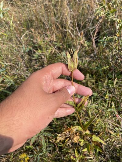 Gentiana rubricaulis, photographed by Brandon Corder