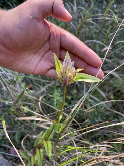 Gentiana rubricaulis, photographed by Brandon Corder