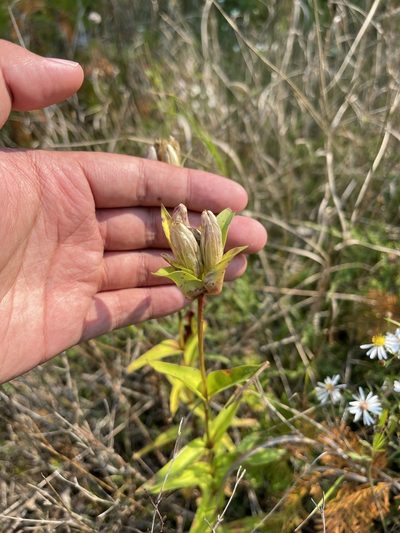 Gentiana rubricaulis, photographed by Brandon Corder