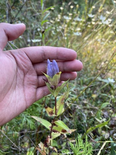 Gentiana rubricaulis, photographed by Brandon Corder