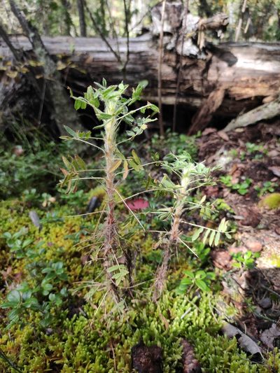 Caragana jubata, photographed by Юлия