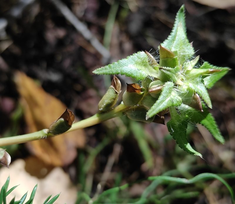 Pedicularis resupinata, photographed by Юлия