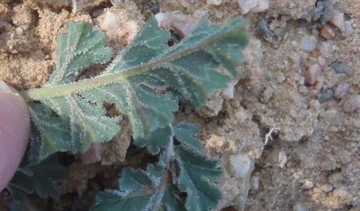 Pelargonium radulifolium, photographed by Nicola van Berkel
