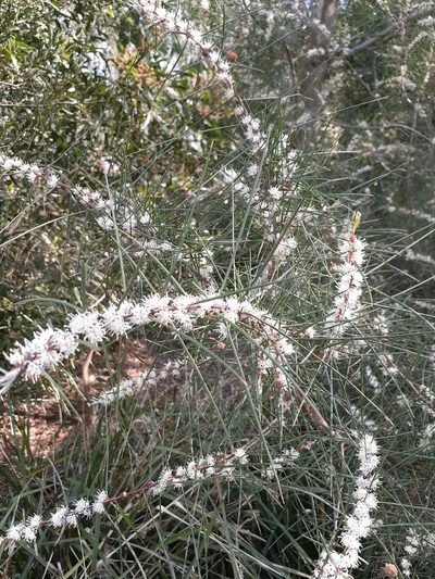 Hakea ulicina, photographed by John Cull