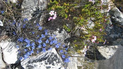 Nivenia fruticosa, photographed by jillblignaut
