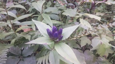 Gentiana clausa, photographed by Jonathan Bright