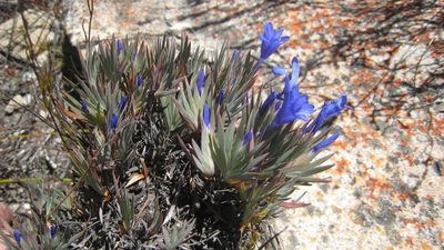Nivenia fruticosa, photographed by jillblignaut
