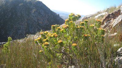 Leucospermum erubescens, photographed by jillblignaut