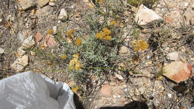 Helichrysum rutilans, photographed by jillblignaut