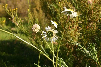 Lasiospermum bipinnatum, photographed by jillblignaut