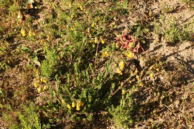 Hermannia stipulacea, photographed by jillblignaut