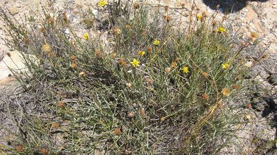 Heterolepis peduncularis, photographed by jillblignaut