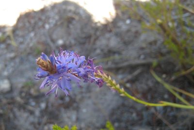 Micranthus plantagineus, photographed by jillblignaut