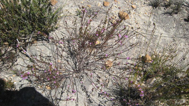Muraltia leptorhiza, photographed by jillblignaut