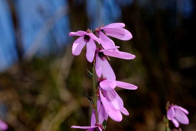 Tetratheca ciliata, photographed by Peter Crowcroft