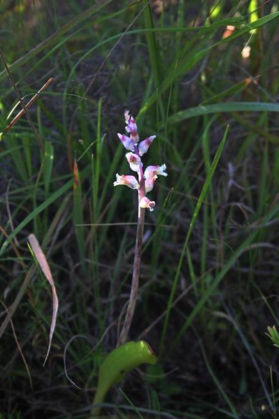 Lachenalia judithiae, photographed by jillblignaut