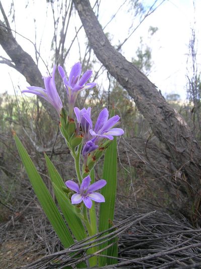 Babiana fourcadei, photographed by jillblignaut