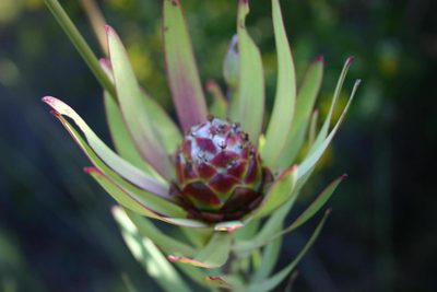 Leucadendron tradouwense, photographed by jillblignaut