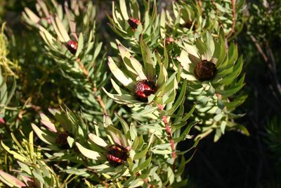 Leucadendron tradouwense, photographed by jillblignaut