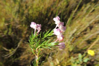 Erica mucronata, photographed by jillblignaut