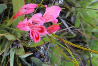 Gladiolus oreocharis, photographed by jillblignaut