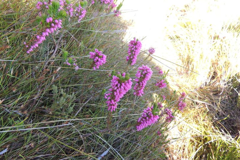 Erica regerminans, photographed by jillblignaut