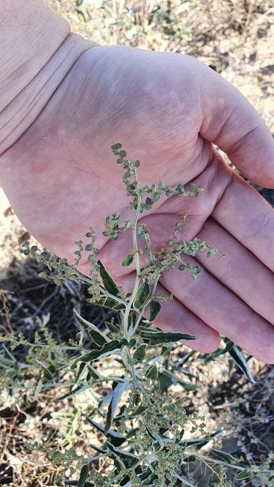 Atriplex aucheri, photographed by Nikolay Martyanov