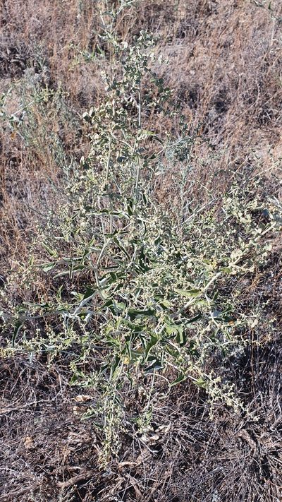 Atriplex aucheri, photographed by Nikolay Martyanov