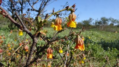 Hermannia cuneifolia, photographed by Paul Emms