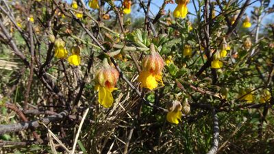 Hermannia cuneifolia, photographed by Paul Emms