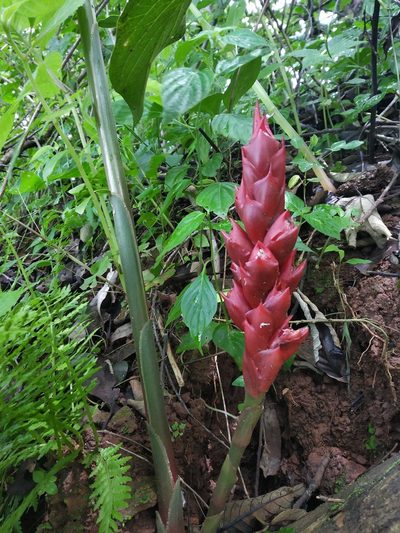 Zingiber anamalayanum, photographed by S.MORE