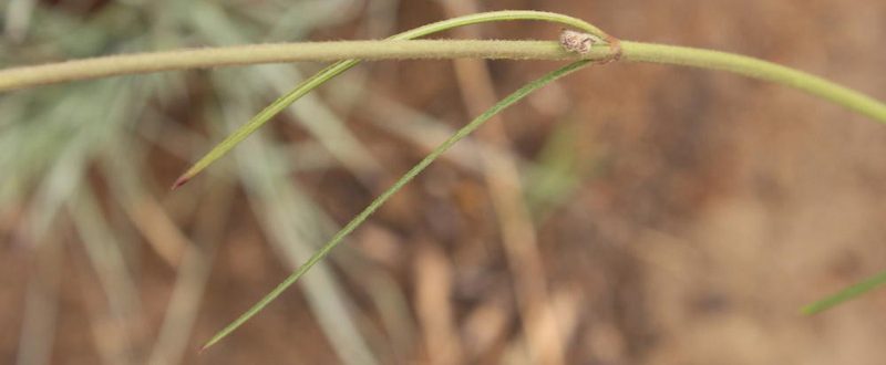 Aspidoglossum glabrescens, photographed by Robert Taylor