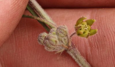 Aspidoglossum glabrescens, photographed by Robert Taylor