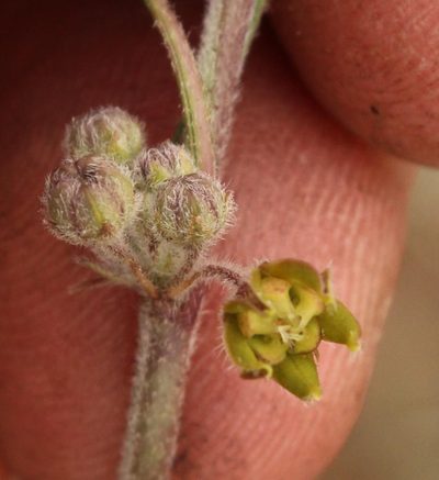 Aspidoglossum glabrescens, photographed by Robert Taylor