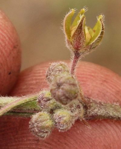 Aspidoglossum glabrescens, photographed by Robert Taylor
