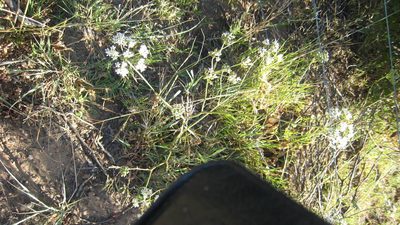Lichtensteinia interrupta, photographed by jillblignaut