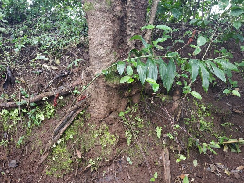 Zingiber anamalayanum, photographed by S.MORE