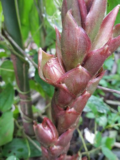 Zingiber anamalayanum, photographed by S.MORE