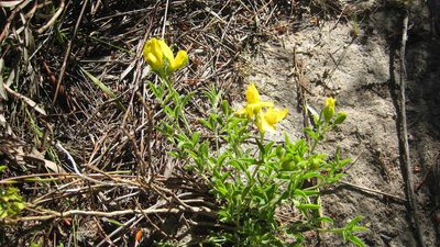 Argyrolobium pachyphyllum, photographed by jillblignaut
