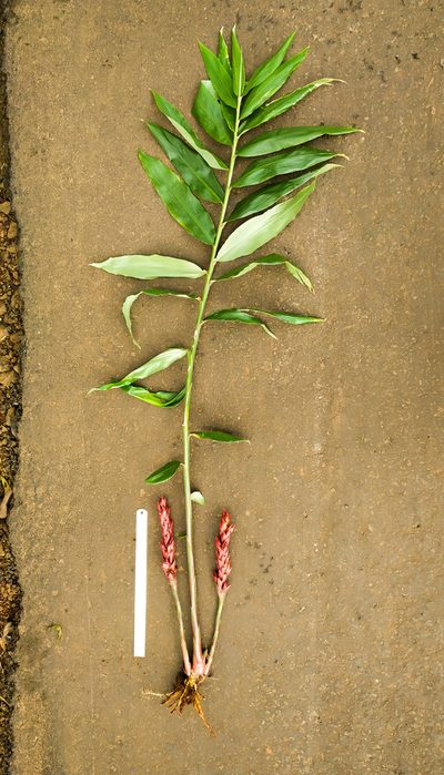 Zingiber anamalayanum, photographed by S.MORE