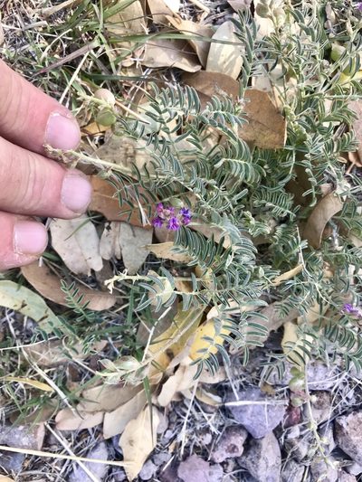 Astragalus thurberi, photographed by CK2AZ