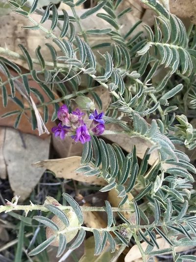 Astragalus thurberi, photographed by CK2AZ