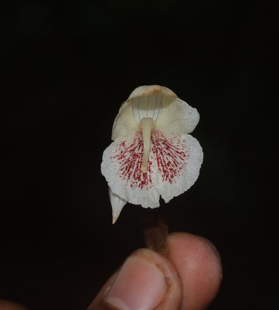 Zingiber anamalayanum, photographed by S.MORE